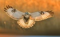 Upland Buzzard