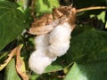 Upland cotton Gossypium hirsutum, Mexican cotton or Upland-Baumwolle Royalty Free Stock Photo