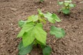 Gossypium hirsutum or upland cotton or Mexican cotton young plants at the plantation Royalty Free Stock Photo