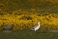 Upland Geese (Chloephaga picta leucoptera)