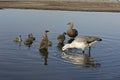 Upland goose, Chloephaga picta