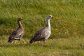 The Upland goose or Magellan goose Chloephaga picta in a meadow