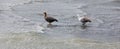 Upland goose or Magellan Goose Chloephaga picta