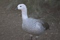 Upland goose or Magellan Goose Chloephaga picta 3