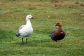 Upland goose or Magellan goose, Falkland Islands, Malvinas