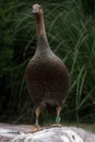 Female of upland goose or Magellan Goose