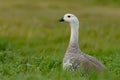 Upland Goose in Patagonia