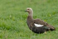 Upland Goose in Patagonia Royalty Free Stock Photo