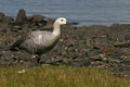 Upland goose, Tierra del Fuego, Argentina Royalty Free Stock Photo