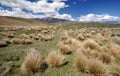 Upland grass above Lake Tepako Royalty Free Stock Photo