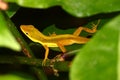 Upland Grass Anole (Anolis krugi)