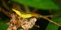 Upland Grass Anole (Anolis krugi)