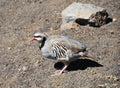 Chukar Partridge at Haleakala