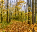 Upland Park is a landscape Park occupying the Orekhovaya mountain.