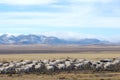 Upland pasture