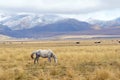 Upland pasture