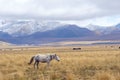 Upland pasture