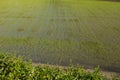 Upland rice cultivation