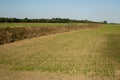 Upland rice cultivation