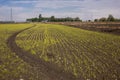 Upland rice cultivation