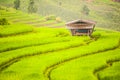 Upland rice farming in Thailand.