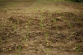 Upland Rice Growth in Dryland