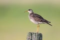 Upland Sandpiper Royalty Free Stock Photo