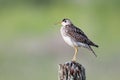 Upland Sandpiper Royalty Free Stock Photo