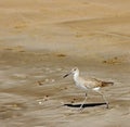 Upland Sandpiper (Bartramia longicauda) on the Beach