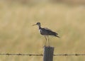 Upland Sandpiper bartramia longicauda