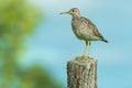 Upland Sandpiper - Bartramia longicauda