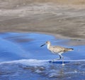 Upland Sandpiper (Bartramia longicauda) Wades in the Ocean