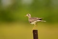 A Upland sandpiper bird on a fence post Royalty Free Stock Photo