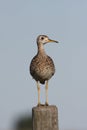 Upland Sandpiper on fence post Royalty Free Stock Photo