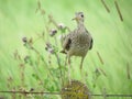 Upland sandpiper Royalty Free Stock Photo