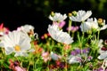 Uplifting colorful Cosmos flowers under the cheerful sunlight. Popular decorative plant for landscaping of public and private recr Royalty Free Stock Photo