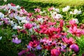 Uplifting colorful Cosmos flowers under the cheerful sunlight. Popular decorative plant for landscaping of public and private recr Royalty Free Stock Photo