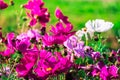 Uplifting colorful Cosmos flowers under the cheerful sunlight. Popular decorative plant for landscaping of public and private recr Royalty Free Stock Photo