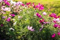 Uplifting colorful Cosmos flowers under the cheerful sunlight. Popular decorative plant for landscaping of public and private recr Royalty Free Stock Photo