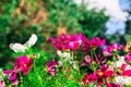 Uplifting colorful Cosmos flowers under the cheerful sunlight. Popular decorative plant for landscaping of public and private recr Royalty Free Stock Photo