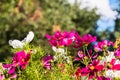 Uplifting colorful Cosmos flowers under the cheerful sunlight. Popular decorative plant for landscaping of public and private recr Royalty Free Stock Photo