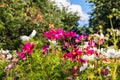 Uplifting colorful Cosmos flowers under the cheerful sunlight. Popular decorative plant for landscaping of public and private recr Royalty Free Stock Photo