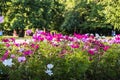 Uplifting colorful Cosmos flowers under the cheerful sunlight. Popular decorative plant for landscaping of public and private recr Royalty Free Stock Photo