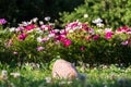 Uplifting colorful Cosmos flowers under the cheerful sunlight. Popular decorative plant for landscaping of public and private recr Royalty Free Stock Photo