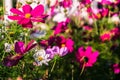 Uplifting colorful Cosmos flowers under the cheerful sunlight. Popular decorative plant for landscaping of public and private recr Royalty Free Stock Photo