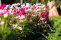 Uplifting colorful Cosmos flowers under the cheerful sunlight. Popular decorative plant for landscaping of public and private recr Royalty Free Stock Photo