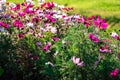 Uplifting colorful Cosmos flowers under the cheerful sunlight. Popular decorative plant for landscaping of public and private recr Royalty Free Stock Photo