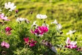 Uplifting colorful Cosmos flowers under the cheerful sunlight. Popular decorative plant for landscaping of public and private recr Royalty Free Stock Photo