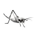 grasshopper illustration design with black and white wpap pop art vector