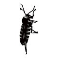 esign illustration of plant pest insects with isolated black and white style vector wpap pop art